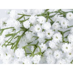 Branche de gypsophile blanc 31 cm  /  fleurs mariage, fleurs pour couronnes